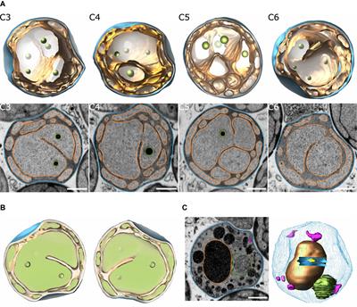 The Subcellular Proteome of a Planctomycetes Bacterium Shows That Newly Evolved Proteins Have Distinct Fractionation Patterns